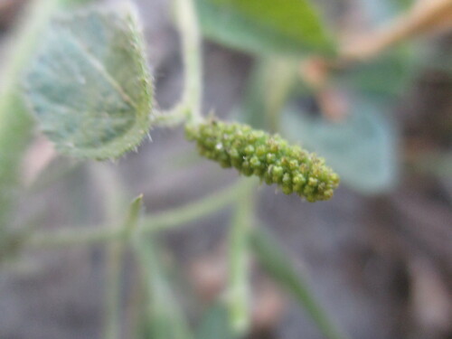 Image of Acalypha villicaulis by no rights reserved