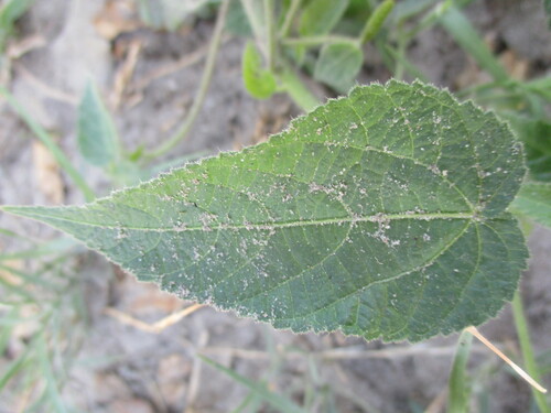 Image of Acalypha villicaulis by no rights reserved