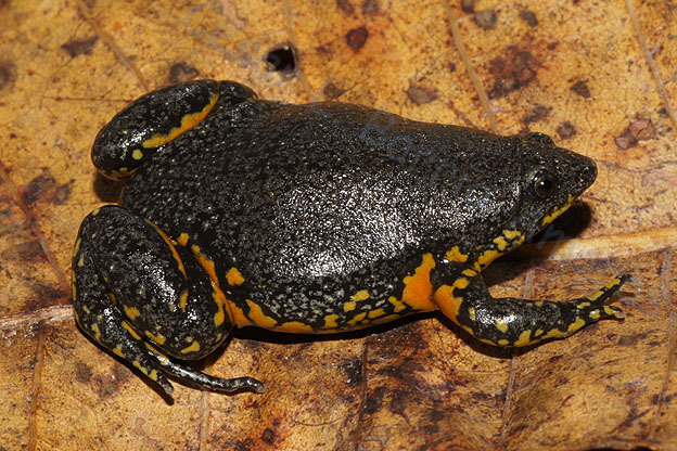 Surinam Oval Frog