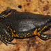 American Narrow-mouthed and Sheep Frogs - Photo no rights reserved, uploaded by Cesar Barrio-Amorós