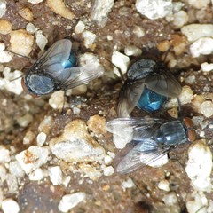 Calliphora terraenovae