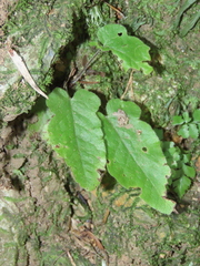 Tectaria zeilanica, photograph chiuluan, CC BY, iNaturalist via GBIF
