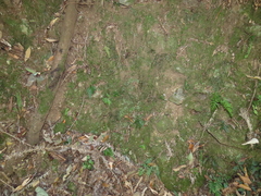 Tectaria zeilanica, photograph chiuluan, CC BY, iNaturalist via GBIF