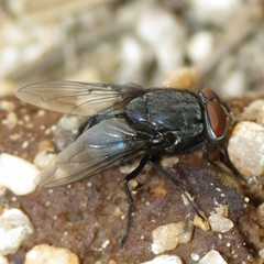 Calliphora terraenovae