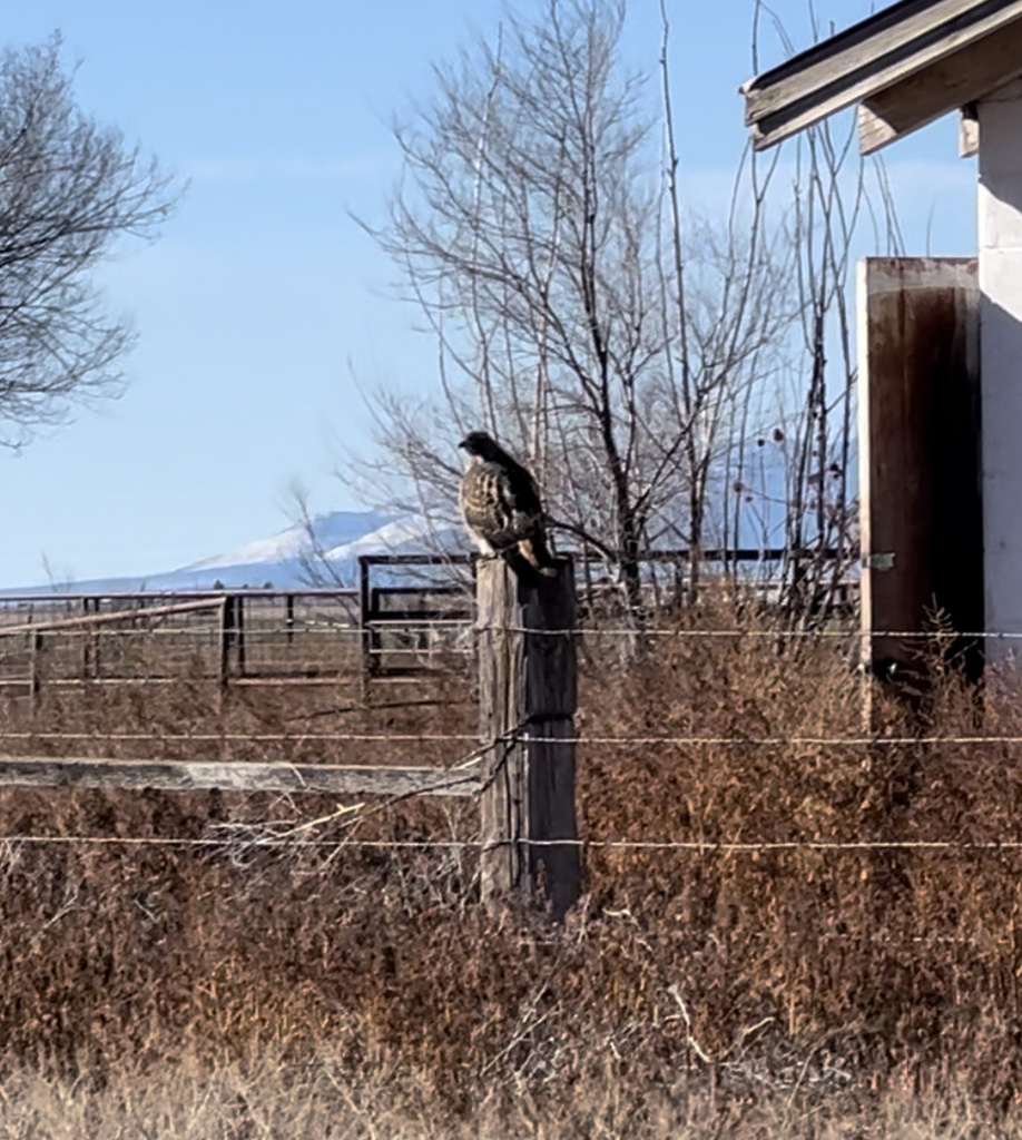 Red Tailed Hawk In December 2023 By Plantguy84 Bird Of Prey INaturalist   Large 