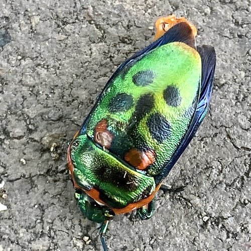 Metallic Shield Bug photo 4