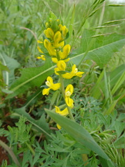 Corydalis curvisiliqua