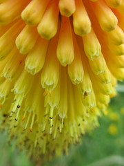Kniphofia tysonii