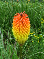 Kniphofia tysonii