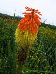 Kniphofia tysonii