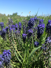 Muscari