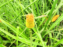 Kniphofia tysonii