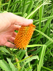 Kniphofia tysonii