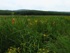 Kniphofia tysonii