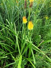 Kniphofia tysonii