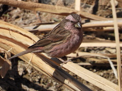 Carpodacus davidianus