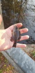 Lepomis punctatus
