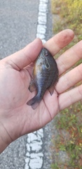 Lepomis marginatus
