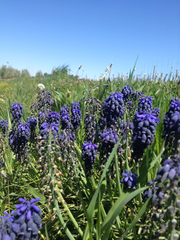 Muscari