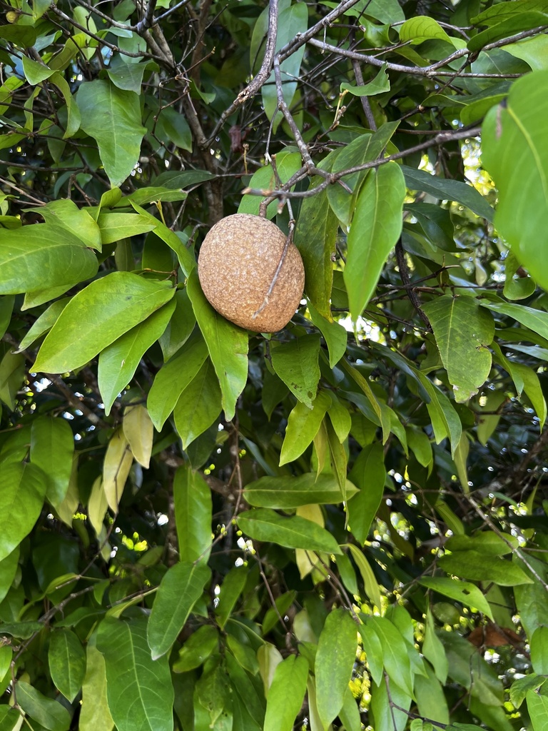 Atuna racemosa