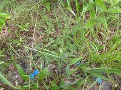 Astragalus bibullatus