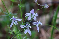 Delphinium gracilentum