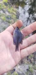 Lepomis punctatus