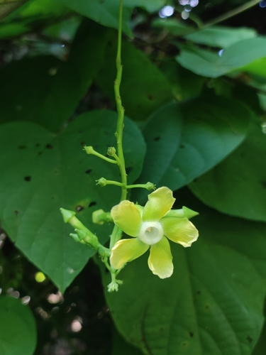Prestonia quinquangularis, photograph 2