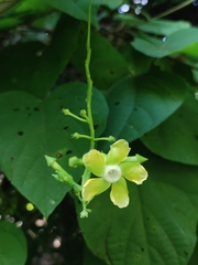 Prestonia quinquangularis, photograph Andrés Pereira, CC BY, iNaturalist via GBIF