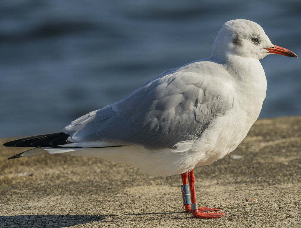 black-headed-gull-from-minamisenju-arakawa-city-tokyo-116-0003-japon
