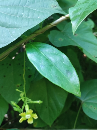 Prestonia quinquangularis, photograph 3