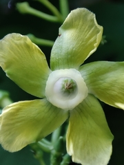 Prestonia quinquangularis, photograph Andrés Pereira, CC BY, iNaturalist via GBIF