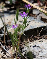 Githopsis specularioides