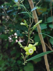 Prestonia quinquangularis, photograph Andrés Pereira, CC BY, iNaturalist via GBIF