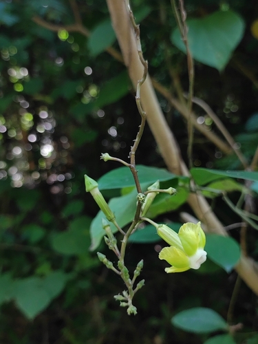 Prestonia quinquangularis, photograph 6