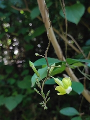 Prestonia quinquangularis, photograph Andrés Pereira, CC BY, iNaturalist via GBIF
