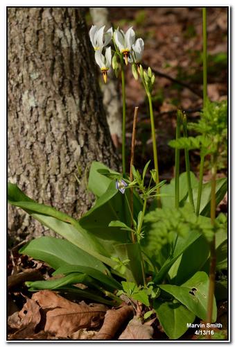 eastern shooting star