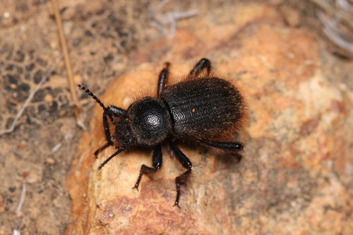 Woolly Darkling Beetle