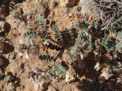 Dalea mollissima