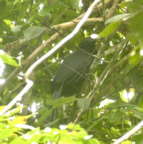 Ivory-billed Coucal (Centropus menbeki), photo 5