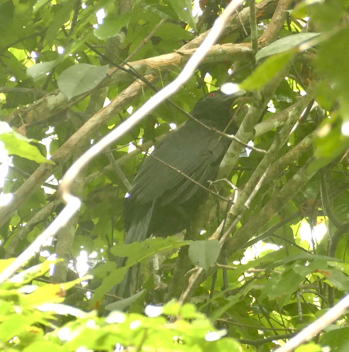 Ivory-billed Coucal (Centropus menbeki), photo 3