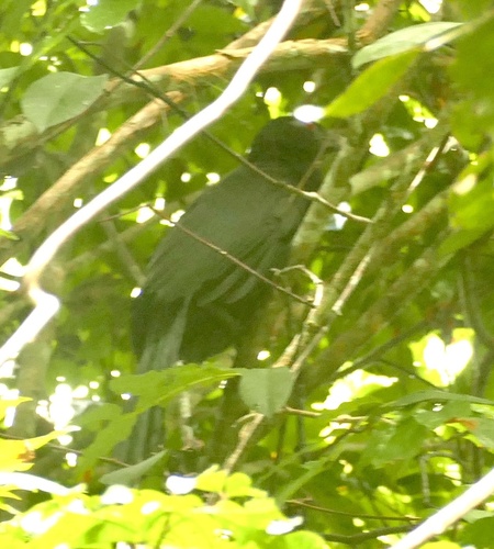 Ivory-billed Coucal (Centropus menbeki), photo 6