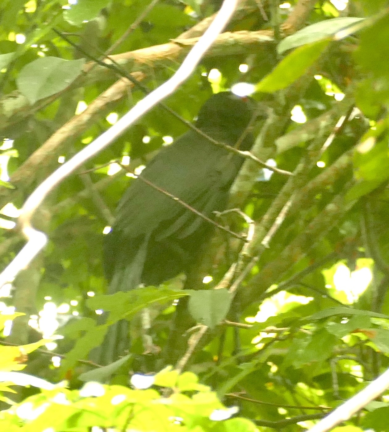 Ivory-billed Coucal (Centropus menbeki), photo 4