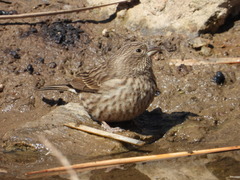 Carpodacus davidianus
