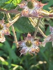 Rubus laciniatus