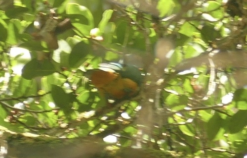 Beautiful Fruit Dove (Ptilinopus pulchellus), photo 8