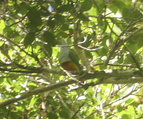 Beautiful Fruit Dove (Ptilinopus pulchellus), photo 7