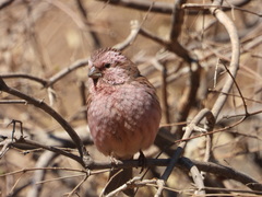 Carpodacus davidianus