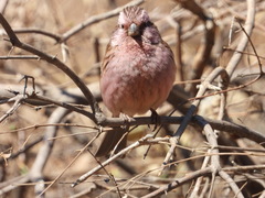 Carpodacus davidianus
