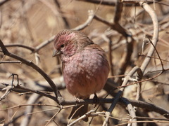 Carpodacus davidianus